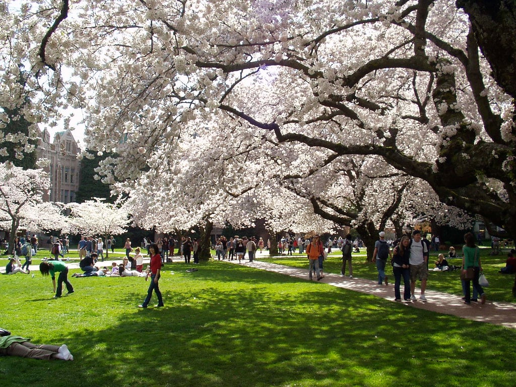 cherry trees